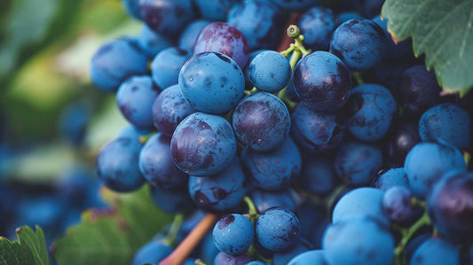 What Kind of Wine is Made in Kentucky?