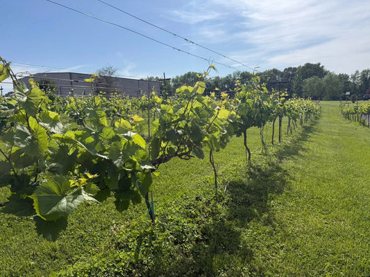 Sweet Wine vs. Dry Wine:  A Simple Guide to Finding What You Actually Like