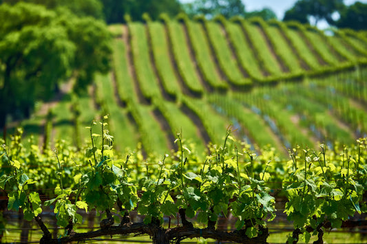 Wines That Don't Taste Like Wine: A Beginner's Guide to Purple Toad's Most Surprising Flavors